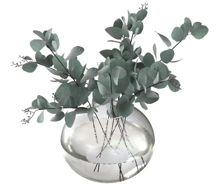 Eucalyptus