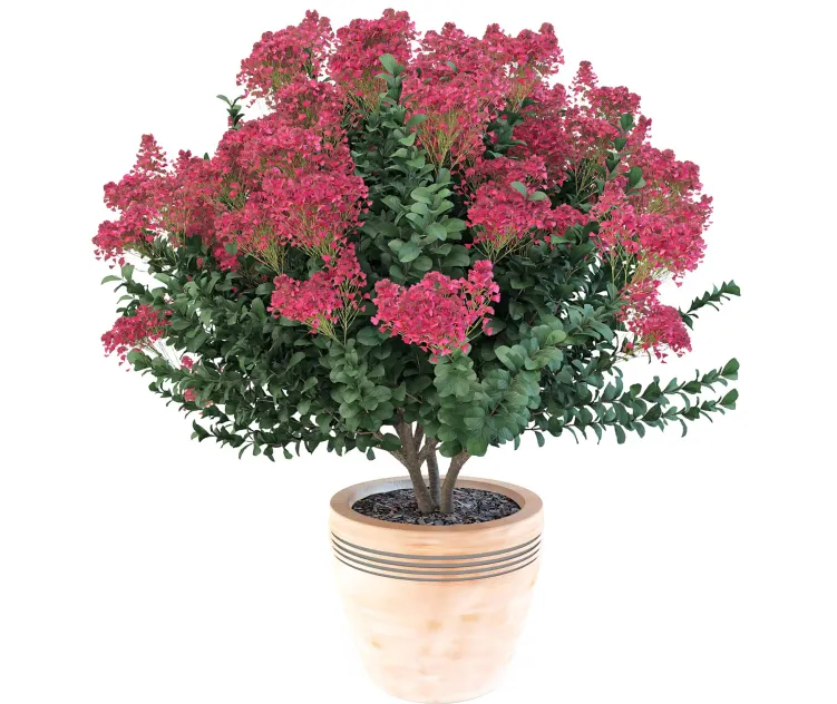 Lagerstroemia indica
