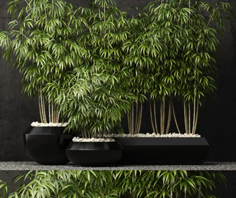 Plants collection