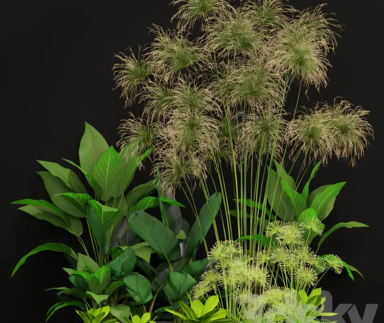 Plants collection 3