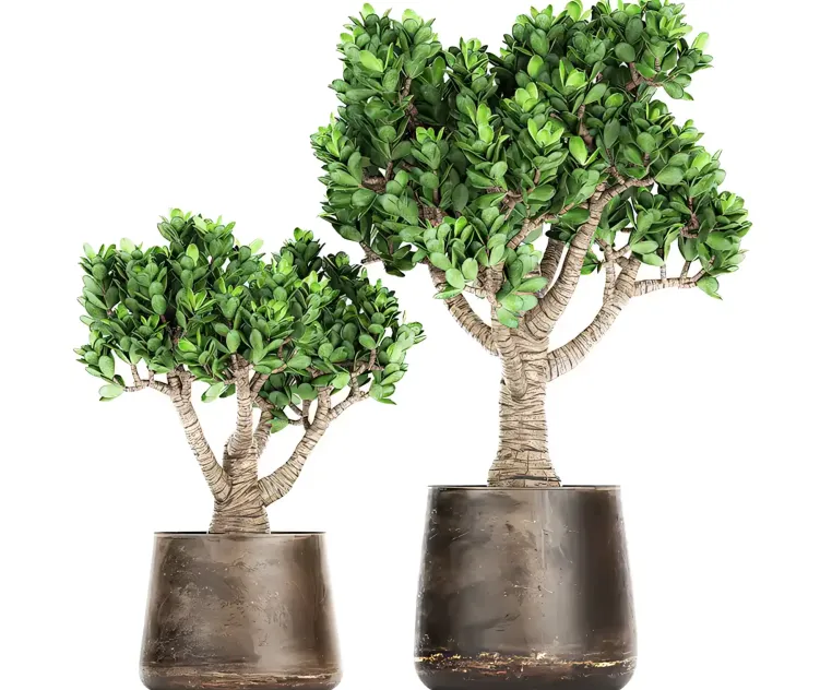 Collection of plants in metal pots with flower Crassula Set