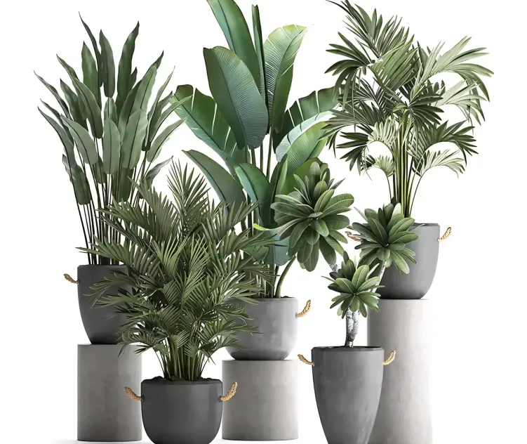 Collection of plants in modern concrete outdoor pots Set