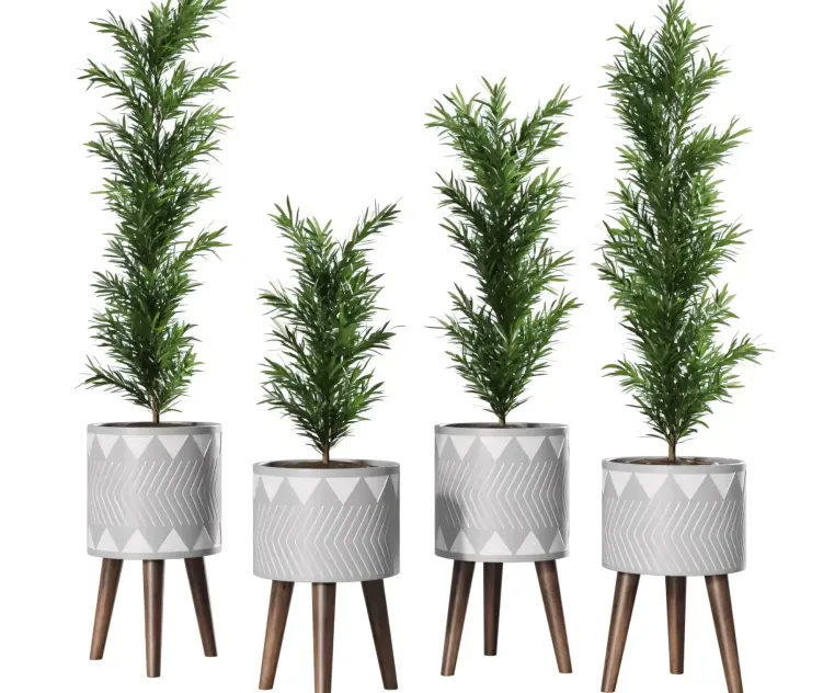 Podocarpus Vase Plant