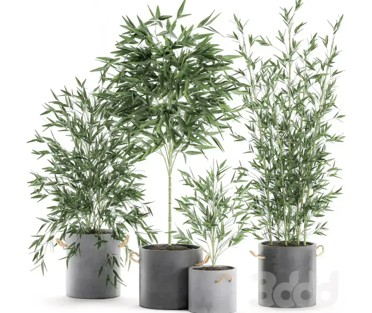 A collection of small lush bamboo bushes Set