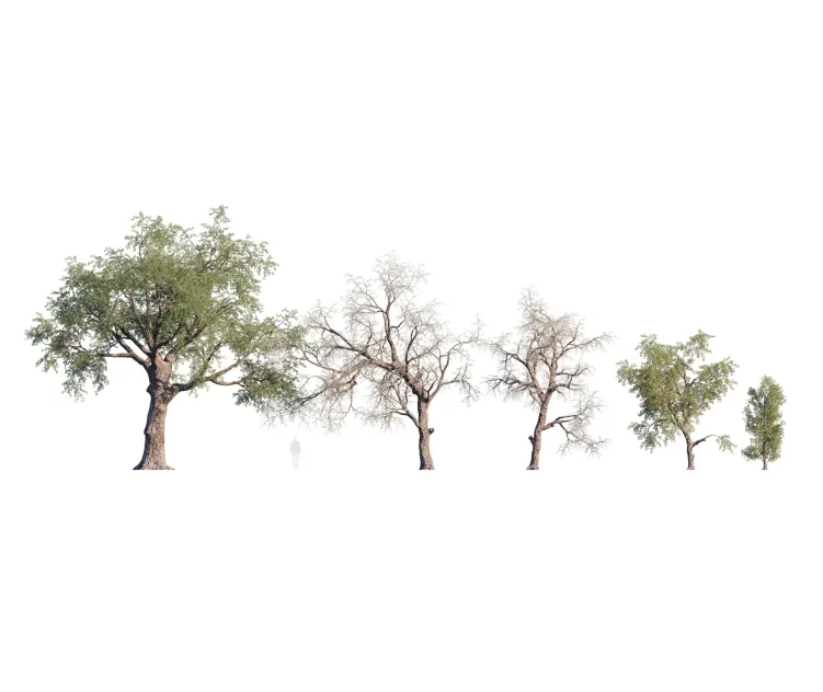 Pinus Monophylla