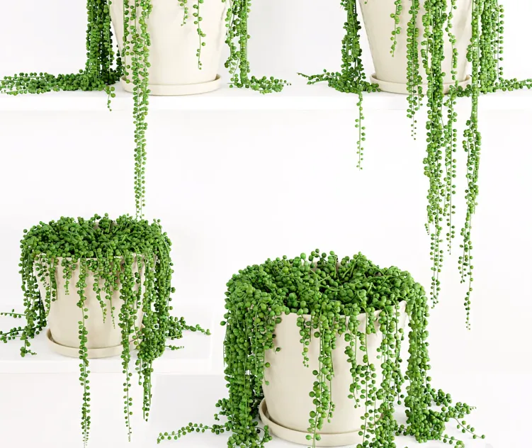 String Of Pearls Plant